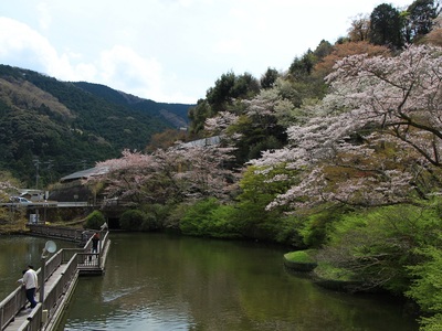 ２０２２桜≪奥山浮橋≫