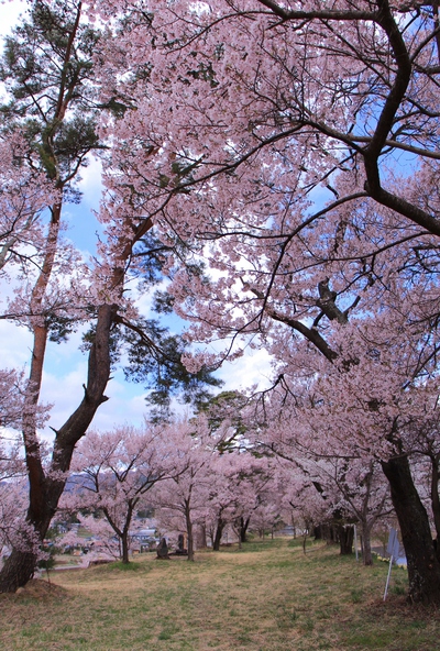 18年桜『六道の堤とアルプス』