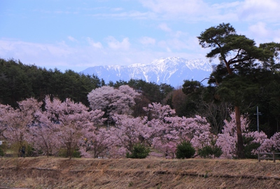 18年桜『六道の堤とアルプス』