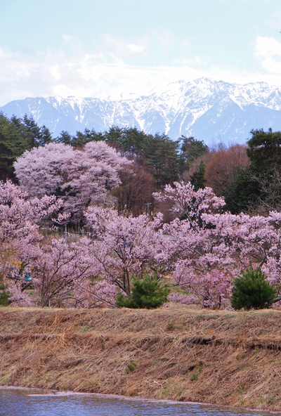 18年桜『六道の堤とアルプス』