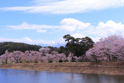 18年桜『六道の堤とアルプス』