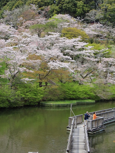 ２０２２桜≪奥山浮橋≫