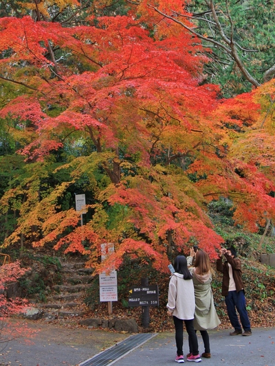 紅葉≪普門寺≫