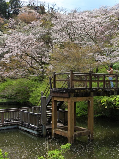 ２０２２桜≪奥山浮橋≫