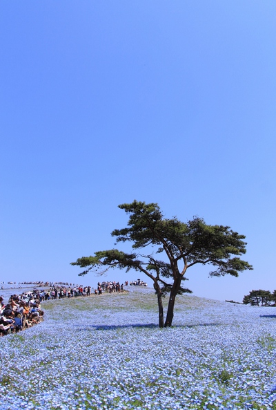 ひたちなか海浜公園