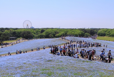 ひたちなか海浜公園