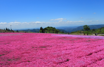 天空の花廊≪芝桜の丘≫