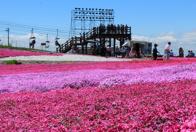 天空の花廊≪芝桜の丘≫