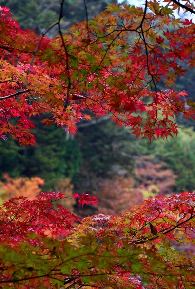 きららの森