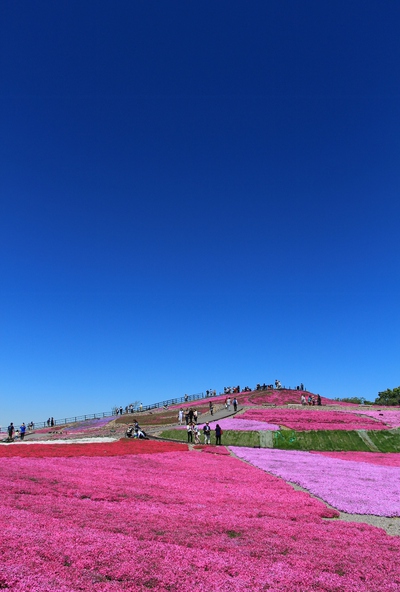 天空の花廊≪芝桜の丘≫
