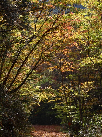 きららの森