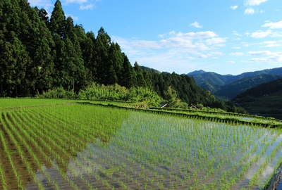 新緑の千枚田