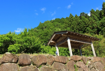 新緑の千枚田