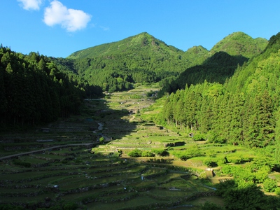 新緑の千枚田