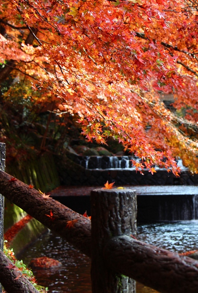 岩屋堂公園の紅葉