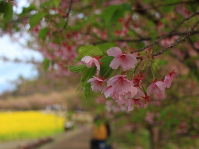 河津桜と菜の花畑