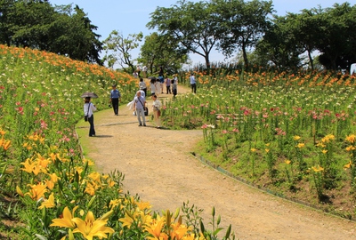 可睡ゆりの園