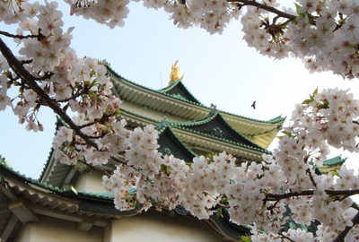 名古屋城サクラ