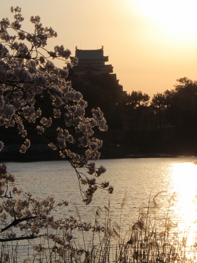 名古屋城サクラ