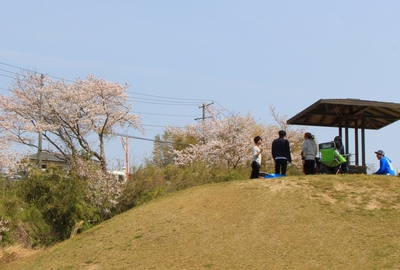 桜２０１９「花川運動公園」