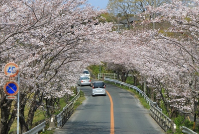 桜２０１９「花川運動公園」