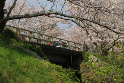 桜２０１９「花川運動公園」