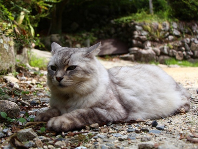 マスコット猫。