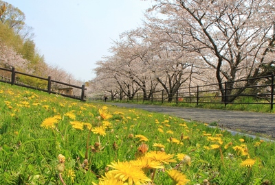 桜２０１９「花川運動公園」