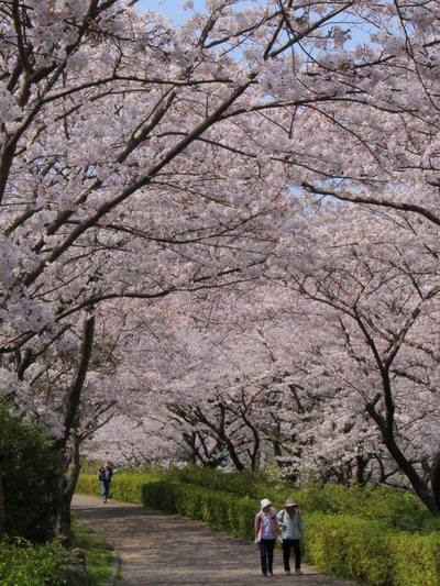 桜２０１９「花川運動公園」