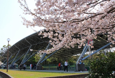 桜２０１９「花川運動公園」