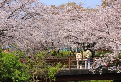 桜２０１９「花川運動公園」