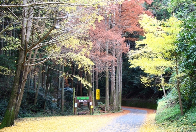 愛車とイチョウ