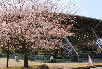 桜２０１９「花川運動公園」