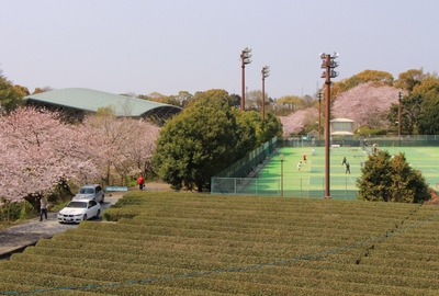 桜２０１９「花川運動公園」