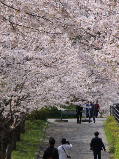 桜２０１９「花川運動公園」