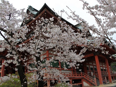21年桜『甲斐善光寺』