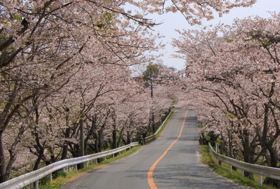 桜２０１９「花川運動公園」