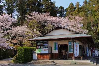 桜２０１９「龍潭寺」