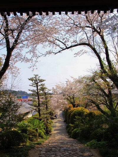 桜２０１９「龍潭寺」