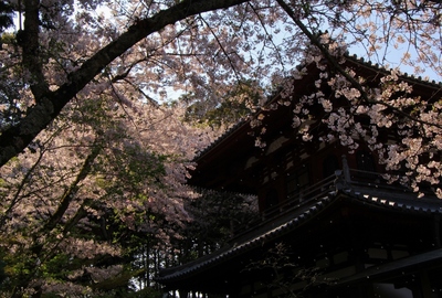 桜２０１９「龍潭寺」