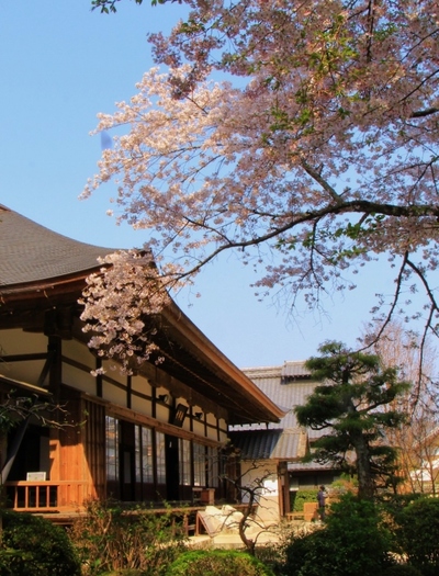 桜２０１９「龍潭寺」