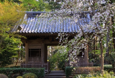 桜２０１９「龍潭寺」