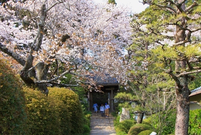 桜２０１９「龍潭寺」