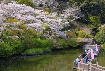桜２０１９「夢の浮橋」