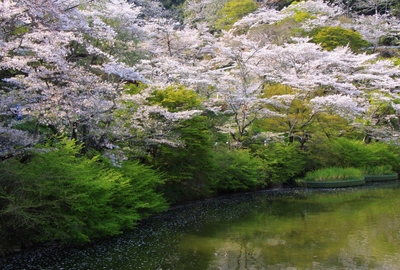 桜２０１９「夢の浮橋」