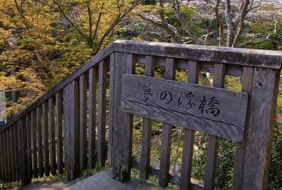 桜２０１９「夢の浮橋」