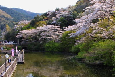 桜２０１９「夢の浮橋」