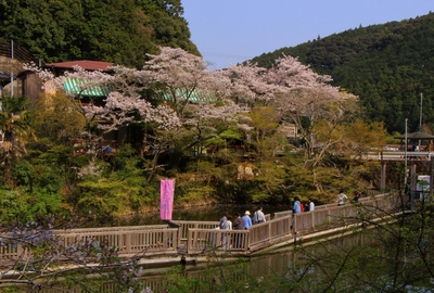 桜２０１９「夢の浮橋」