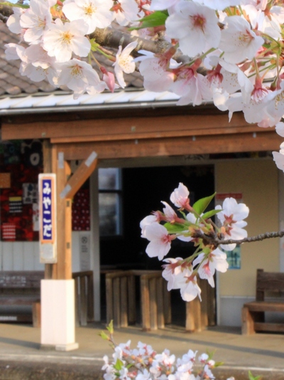 桜２０１９「みやこだ駅」