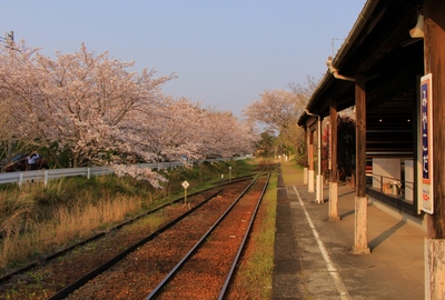 桜２０１９「みやこだ駅」